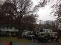 Removal of a Pin Oak tree.